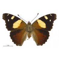 Yellow admiral 