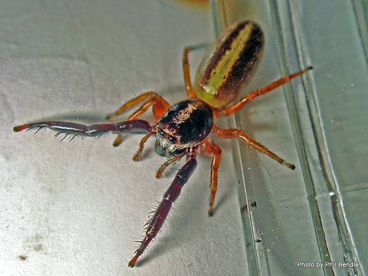 Black-headed jumping spider » Manaaki Whenua