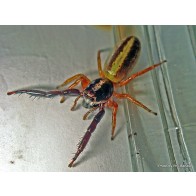 Black-headed jumping spider