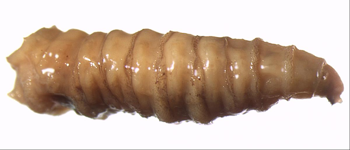 https://www.landcareresearch.co.nz/assets/Tools-And-Resources/Identification/What-is-this-bug/Blow_fly_maggot_Cleveland_Museum_of_Natural_History.jpg
