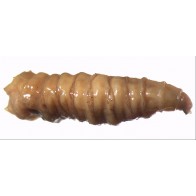 Maggots