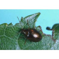 Bronze beetle damage