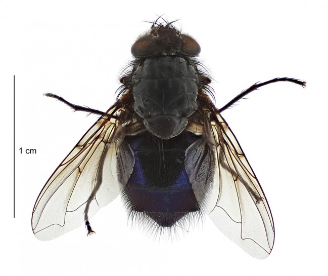 Calliphora quadrimaculata