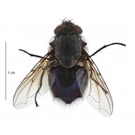 Blowflies 
