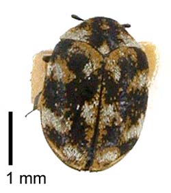 Carpet beetle / Te pītara whāriki