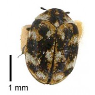 Carpet beetle