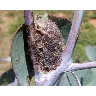 Gum emperor moth pupa