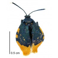 Australian bagmoth