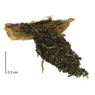 Australian bagmoth pupa 