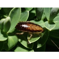 Native bush cockroach