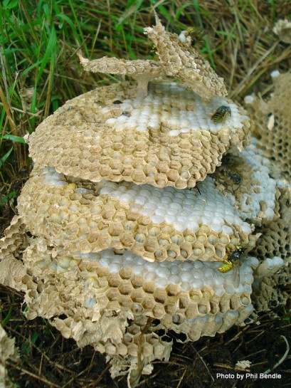 German wasp [Vespula germanica] nest. Image: Phil Bendle Collection CitSciHub.nz