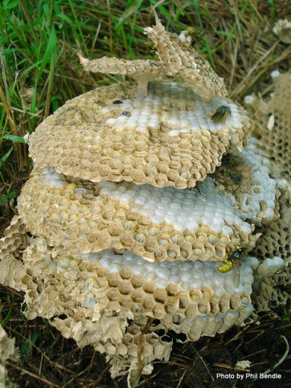 yellow wasp nest