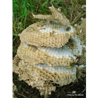 German wasp nest