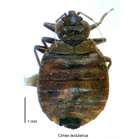 Bed bug 