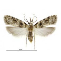 Guava Moth