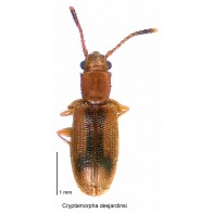 Desjardin's beetle 