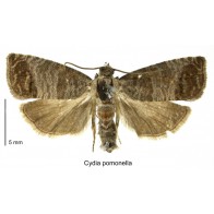 Codling moth