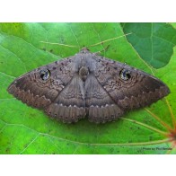 Owl moth or peacock moth