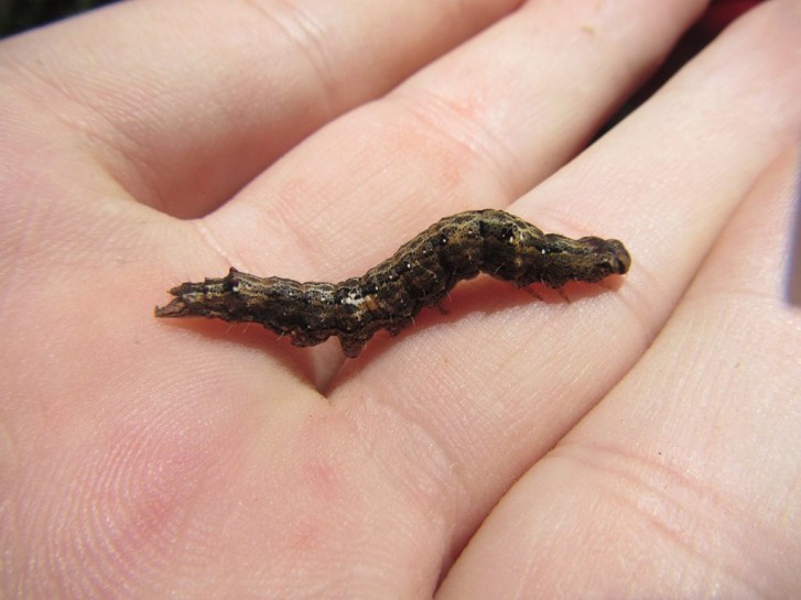[Dasypodia selenophora] larva. Image: Matthew Connors / CC BY NC SA