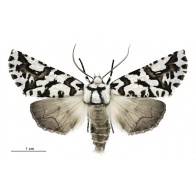 North Island lichen moth