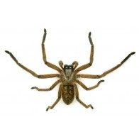 Avondale spider