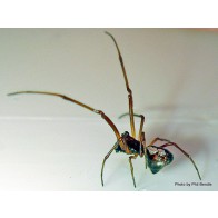 Dew-drop spider