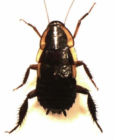 Gisborne cockroach / Te papata o Tūranga [Drymaplaneta semivitta]. Image: S.E. Thorpe / Public domain