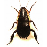 Gisborne cockroach