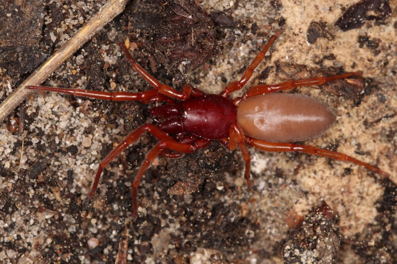 [Dysdera crocata]. Image: H Krisp / CC BY 3.0