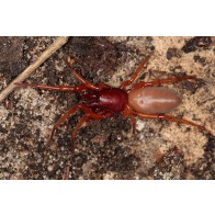 Slater spider