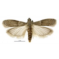 Dried fruit moth
