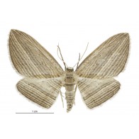 Cabbage tree moth