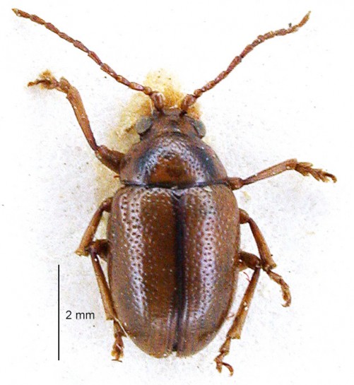 Bronze beetle / Te pītara rauwhero