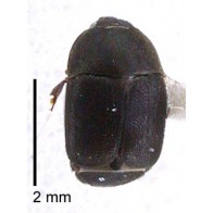 Hibiscus beetle