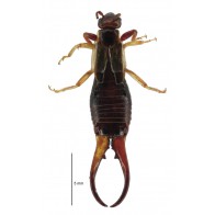 European earwig