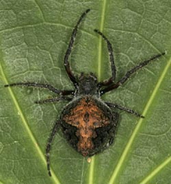 Garden orbweb spider / Te pūngāwerewere māwhaiwhai porohita noho māra