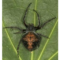 Garden orbweb spider
