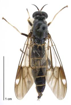 Garden soldier fly / Te ngaro hōia noho māra