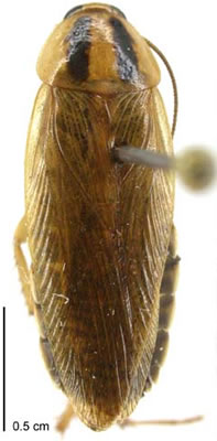 German cockroach / Te papata Tiamana