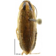German cockroach