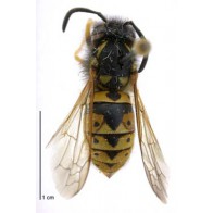 German wasp