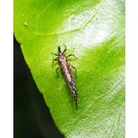 Thrips 