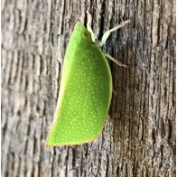 Green planthopper