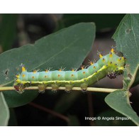 Gum emperor moth larva (caterpillar)