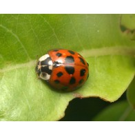 Ladybird