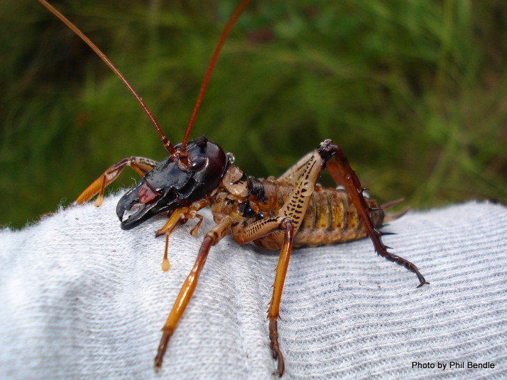 [Hemideina thoracica] male. Image: Phil Bendle Collection, CitSciHub.nz