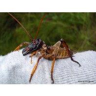 Tree wētā