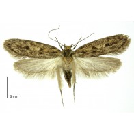 Brown house moth