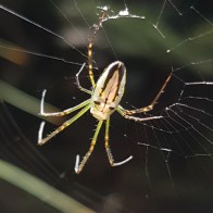 Horizontal orbweb spider
