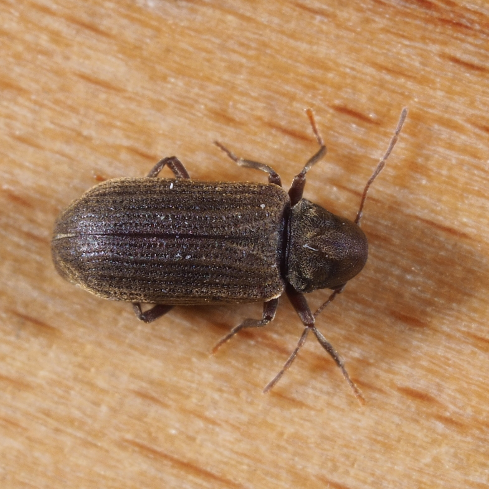 Borer beetle on sale